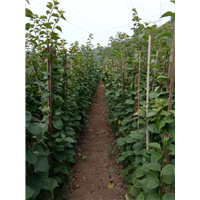四川宜宾三角梅育苗基地 