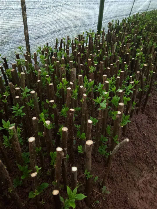 四川宜宾三角梅育苗基地 