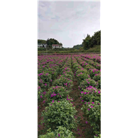 四川宜宾三角梅基地