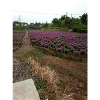 四川宜宾三角梅