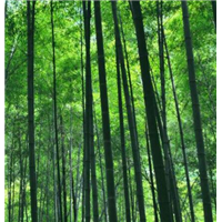 四川楠竹批发