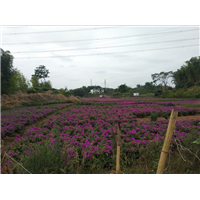 四川三角梅 
