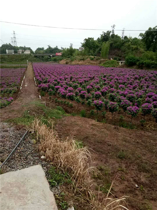 四川宜宾三角梅