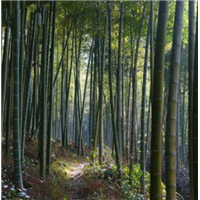 四川楠竹批发