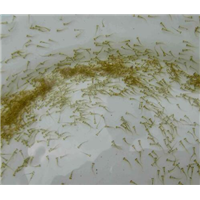 荆门鱼苗_十堰鱼苗 