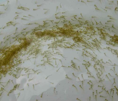 荆门鱼苗_十堰鱼苗 