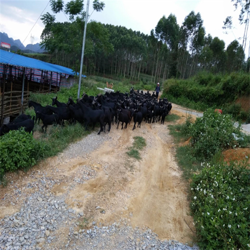 江门活羊批发市场