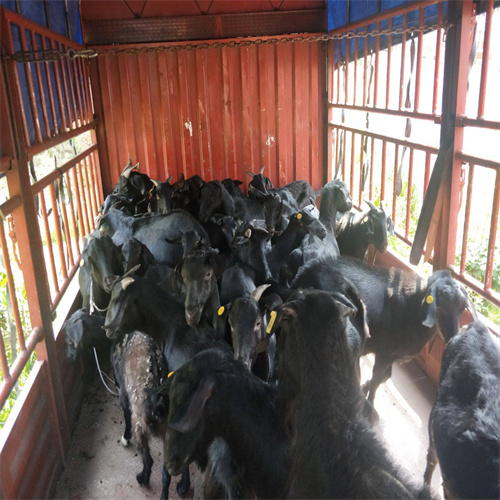 阳江黑山羊养殖场