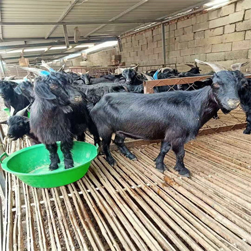 什么地方有黑山羊养殖场