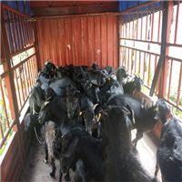 阳江黑山羊养殖场