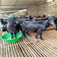 什么地方有黑山羊养殖场