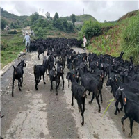 阳江黑山羊养殖场