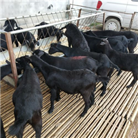 广东有正规的黑山羊养殖场吗