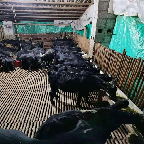 阳江黑山羊养殖基地
