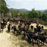 广东黑山羊大型养殖基地