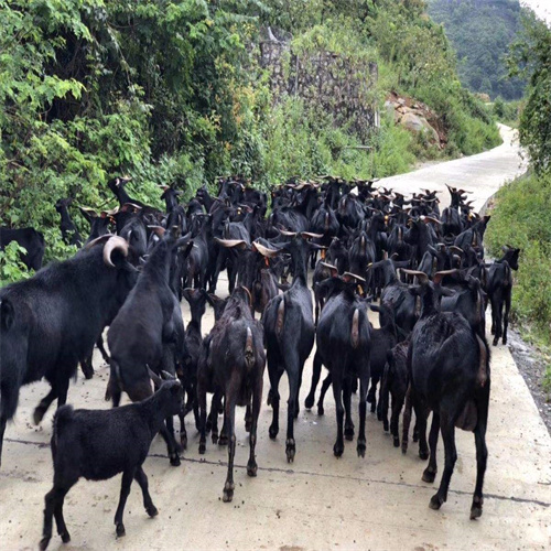 江门黑山羊养殖