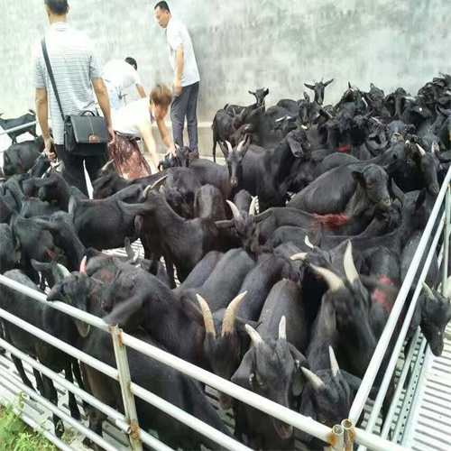 阳江黑山羊养殖基地
