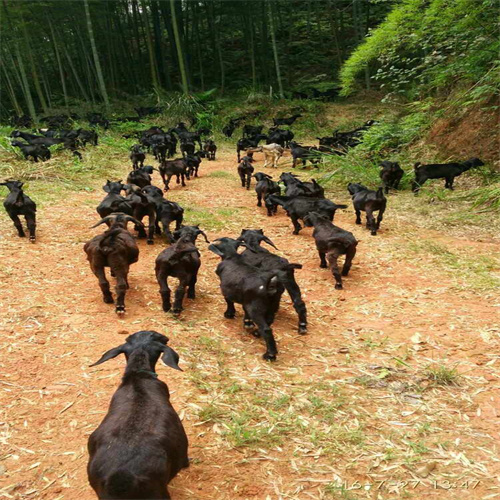 雷州黑山羊哪里引种