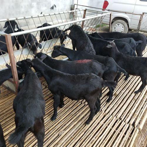广东德庆县黑山羊养殖场地址