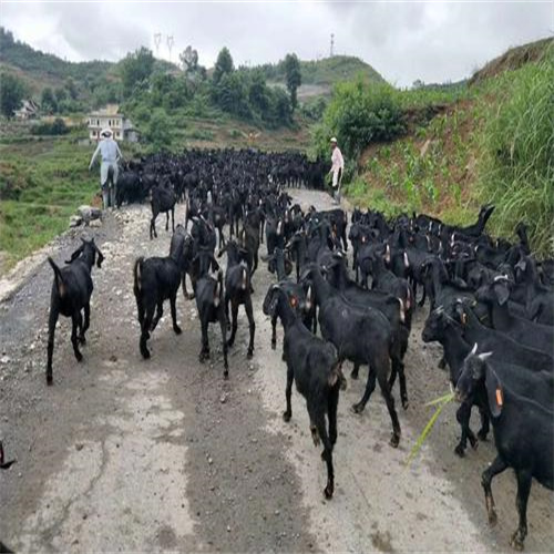 韶关黑山羊养殖场