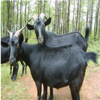 广东黑山羊养殖场