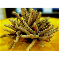 金牛区各种规格冬虫夏草回收**