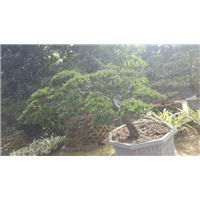 昆明苗木|昆明三角梅 