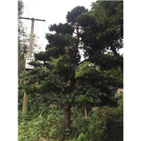 云南三角梅基地%宜良三角梅基地 