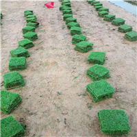 佛山马尼拉草批发a佛山草皮基地