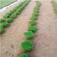佛山马尼拉草a三水马尼拉草