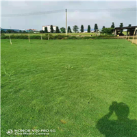 佛山马尼拉草价格a广东草皮