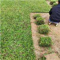 广东大叶油草价格a深圳大叶油草