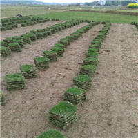 马尼拉草坪