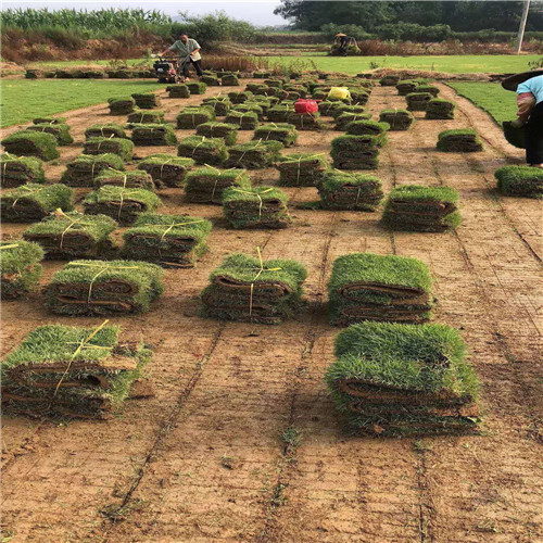 增城马尼拉草a广州马尼拉草
