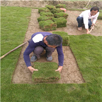 马尼拉草卷