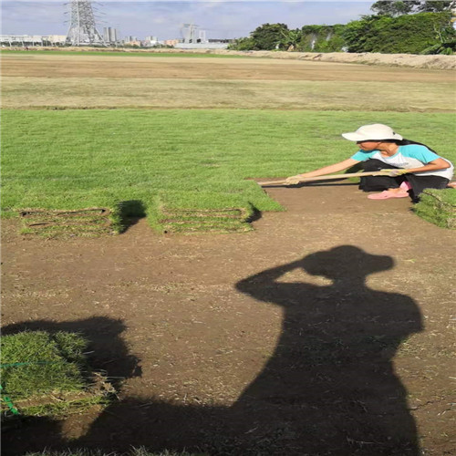湖南台湾草价格a湖南台湾草