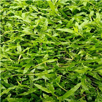 大叶油草皮