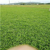 大叶油草皮