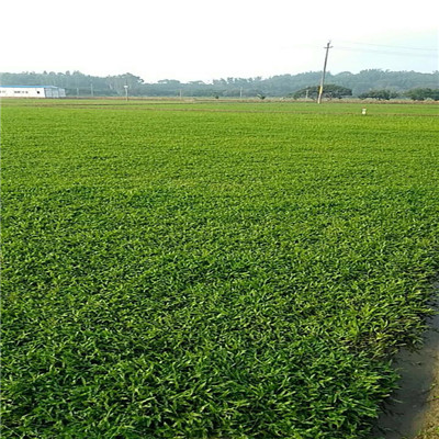 大叶油草