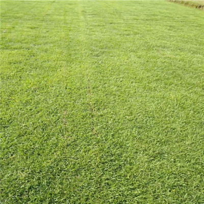 大叶油草