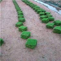 深圳草皮a深圳马尼拉草