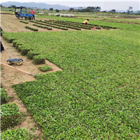 广东大叶油草a东莞大叶油草基地