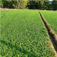 佛山大叶油草基地a佛山草场