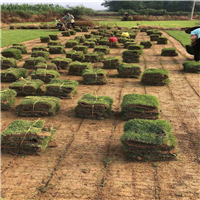 增城马尼拉草a广州马尼拉草