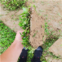 佛山大叶油草批发a佛山大叶油草