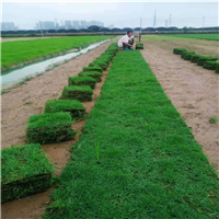 惠州台湾草基地a惠州台湾草