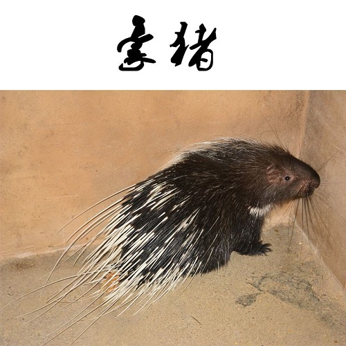 贵州养殖豪猪电话，贵州养殖豪猪点18798664756 