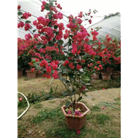 成都红色三角梅怎么养2