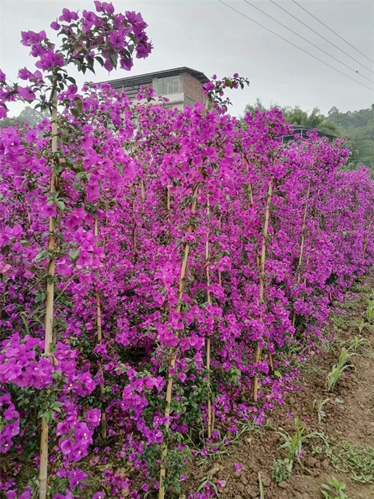 宜宾三角梅基地