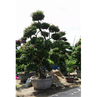 宜宾三角梅批发之养护技巧
